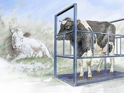 Весы для КРС