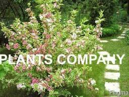 Вейгела цветущий кустарник саженцы из питомника