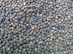 Вика яровая