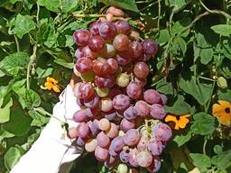 Продам Яблочный жмых