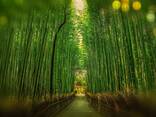 Visa to Japan for foreign citizens in Kazakhstan | Evisa Travel - photo 2