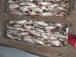 Вобла Аральская