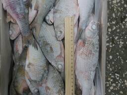 Вобла Свежий Вылов