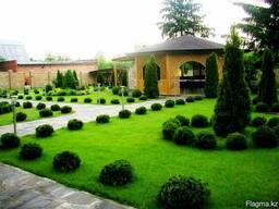 Высадка уличных деревьев, газонов, кустарников