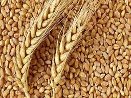Wheat Grain in bulk / high quality wheat, whole nutrition g