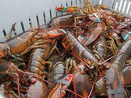 WHOLE FROZEN LOBSTER / FROZEN LOBSTER TAIL / FRESH LIVE LOBSTER