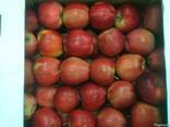 Яблоки - photo 1