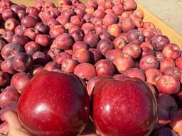 ЯБЛОКИ. АМЕРИКАНКА. ОПТОМ.