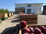 ЯБЛОКИ. АМЕРИКАНКА. ОПТОМ. - photo 1