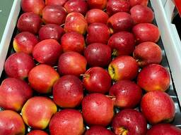 Яблоки / Экспорт из Польши