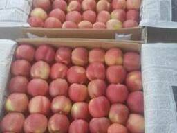 Яблоки Гала