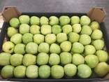 Яблоки Голден от производителя в Польше - photo 2