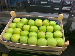 Яблоки Голден от производителя в Польше