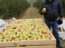 Яблоки Гренни Смит и Пинк Лади