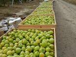 Яблоки Гренни Смит и Пинк Лади - photo 2