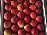 Яблоки и груши из Польши - photo 2
