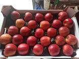 Яблоки и груши из Польши - photo 4