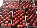 Яблоки и груши из Польши - photo 7