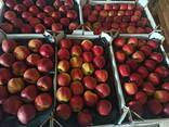 Яблоки и груши из Польши - photo 10