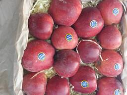 ЯБЛОКИ ИРАНСКИЙ