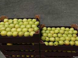 Яблоки из Польши!