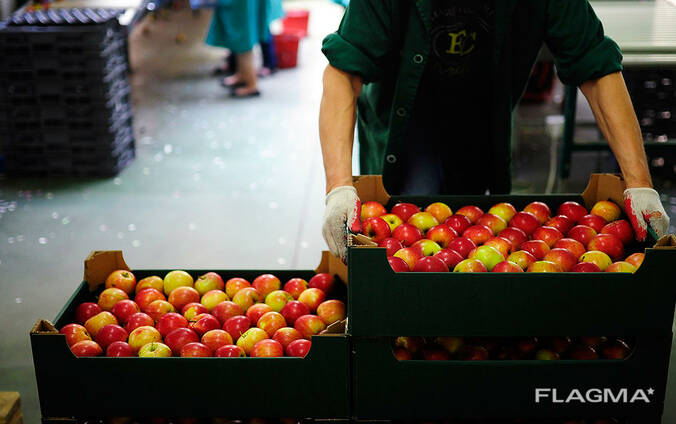 Яблоки из Польши