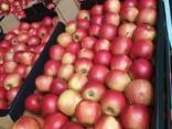 Яблоки из Польши - photo 2