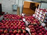 Польские яблоки для Караганды - фото 2