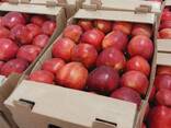 Яблоки оптом - photo 2