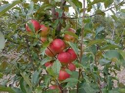 Яблоки оптом, срочно урожай 2018 года!