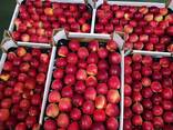 Яблоки польские для Алматы - photo 2