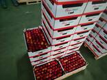 Яблоки польские для Алматы - photo 3