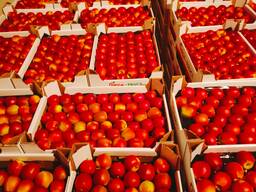 Продам польский голден на Казахстан