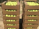 Яблоки сорта Golden Delicious ( Золотой превосходный), фото 2