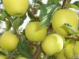 Яблоки сорта Golden Delicious ( Золотой превосходный), фото 3