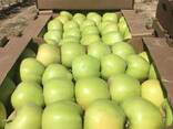 Яблоки сорта Golden Delicious ( Золотой превосходный), фото 4