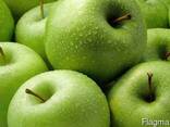 Яблоки сорта Granny Smith - Зелёное яблоко класса Люкс