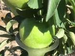 Яблоки сорта Granny Smith - Зелёное яблоко класса Люкс, фото 2