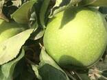 Яблоки сорта Granny Smith - Зелёное яблоко класса Люкс, фото 4