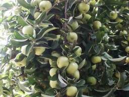 Яблоки свежий Узбекистан