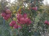 Яблоки урожай 2018г. - photo 2