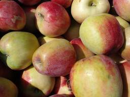 Яблоки заря алатау, кульжинка