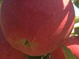 Яблоко - фото 2