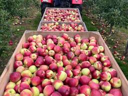 Яблоко напрямую из Польши от производителя