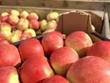 Яблоко напрямую из Польши от производителя - photo 3