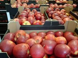 Яблоко Ред Принц (Red Prince) происхождения Польша