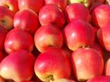 Яблоко сорта Гала Must - фото 4
