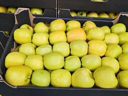 Яблоко сорта Голден