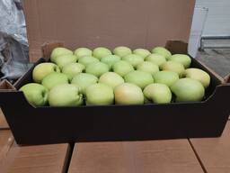 Яблоко (яблоки) из Польши