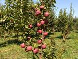 Плодоносящие деревья-крупномеры. Плодовые деревья Алматы - фото 2